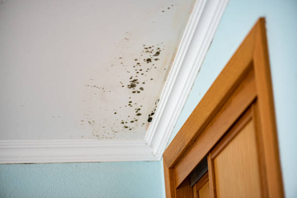 Professional Mold Removal in La Grange, TX