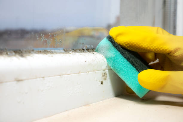 Best Commercial Mold Removal  in La Grange, TX