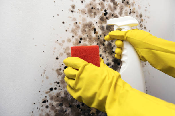 Attic Mold Removal in La Grange, TX